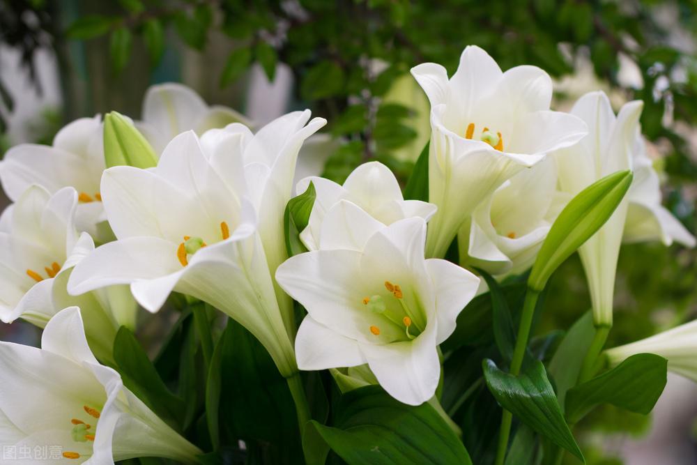 百合花代表什么意思_百合花的花语及传说