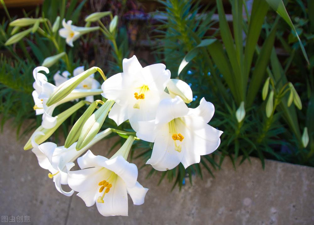 百合花代表什么意思_百合花的花语及传说