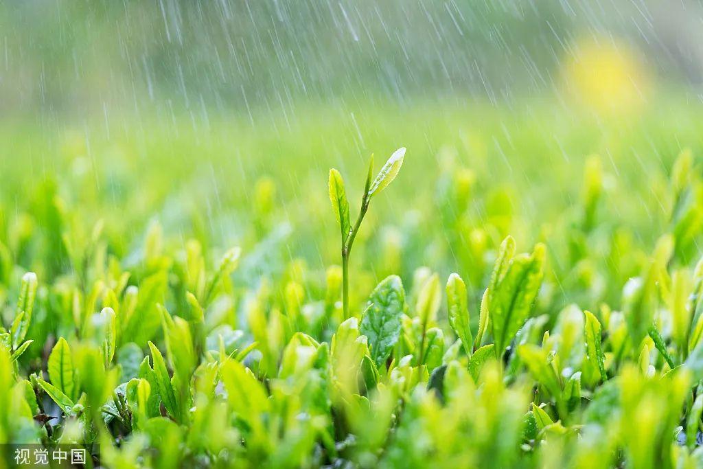 雨水的语句有哪些_关于雨水的语句合集