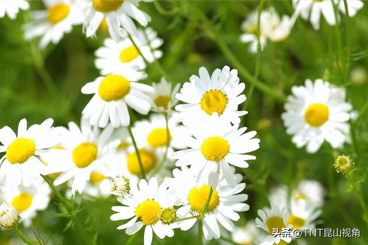 最香的花是什么花_最香最持久的那些花