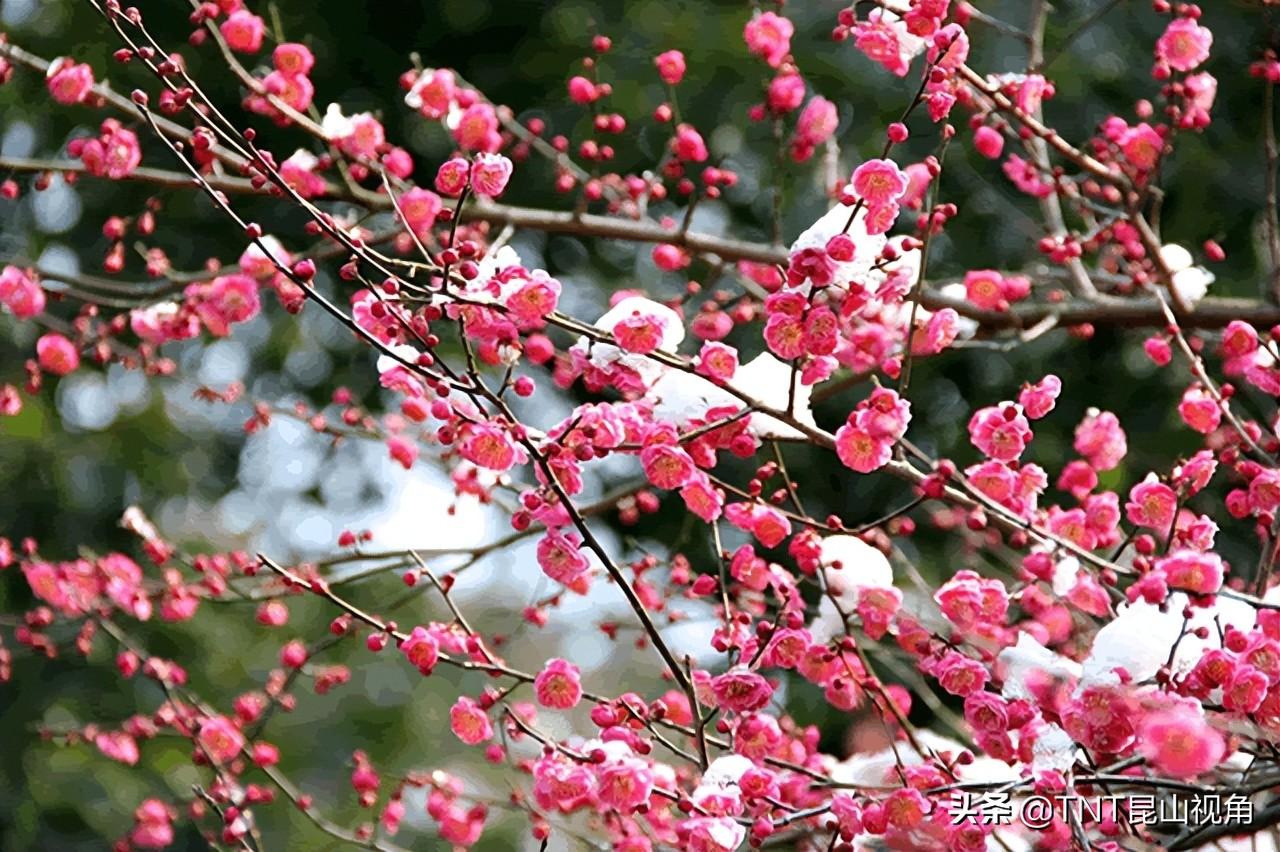 梅花的寓意是什么_梅花的寓意象征