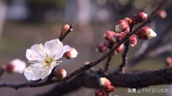 梅花的寓意是什么_梅花的寓意象征