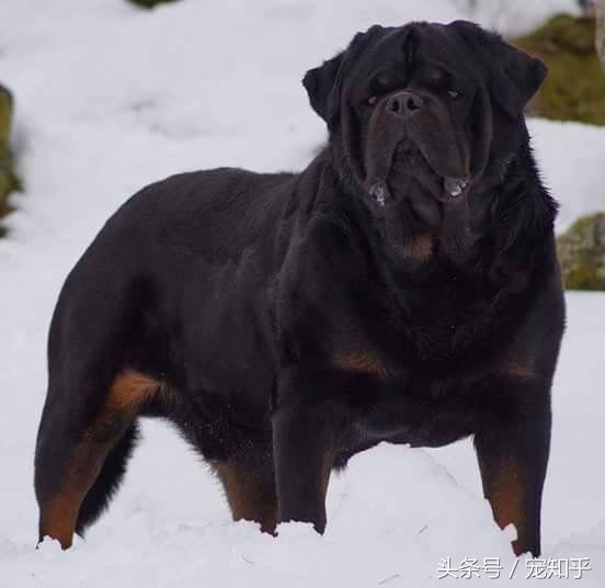 防暴犬厉害吗_世界最强防暴犬简介