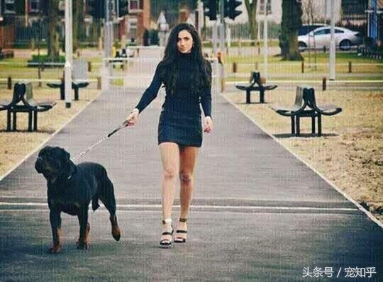 防暴犬厉害吗_世界最强防暴犬简介