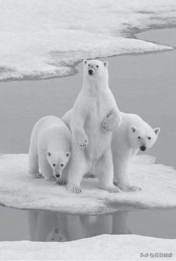 北极熊为什么会攻击人类_北极熊攻击人类的原因