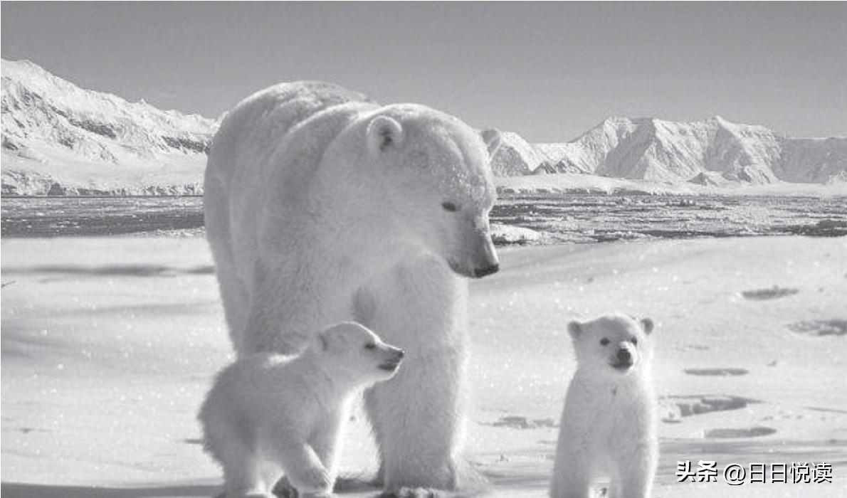 北极熊为什么会攻击人类_北极熊攻击人类的原因