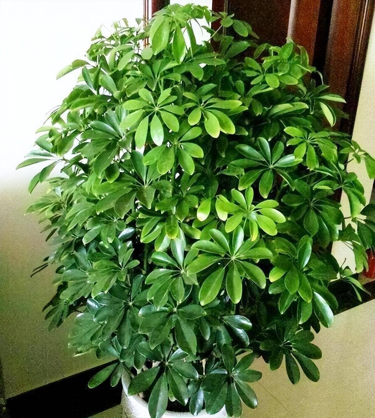 客厅摆什么植物好看_适合客厅摆的植物种类