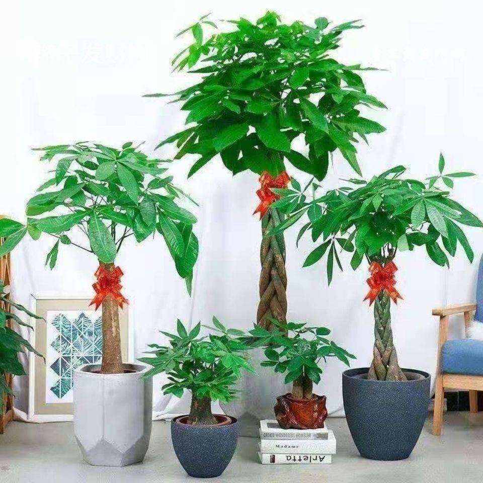 客厅摆什么植物好看_适合客厅摆的植物种类