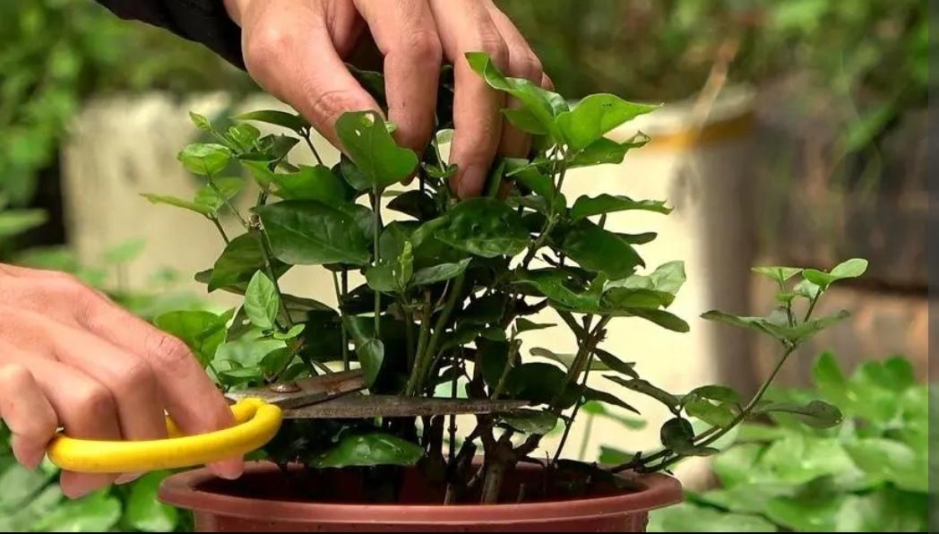 茉莉花秋天怎么养_茉莉花秋季养殖方法