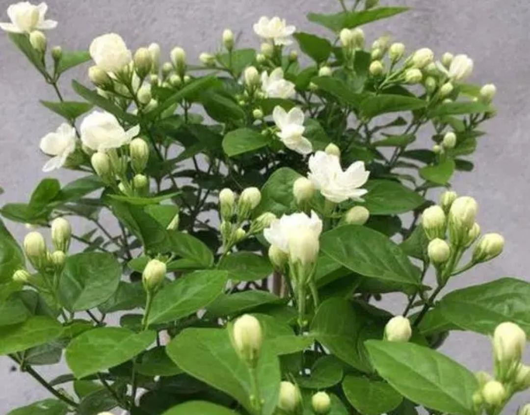 茉莉花秋天怎么养_茉莉花秋季养殖方法