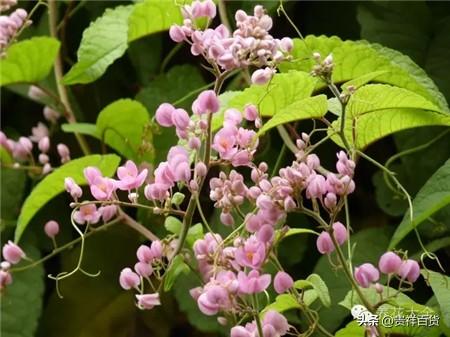 攀藤植物有哪些_可以做成花墙或门廊的攀藤植物