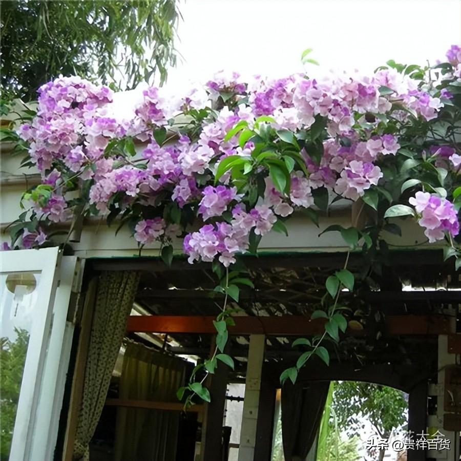 攀藤植物有哪些_可以做成花墙或门廊的攀藤植物