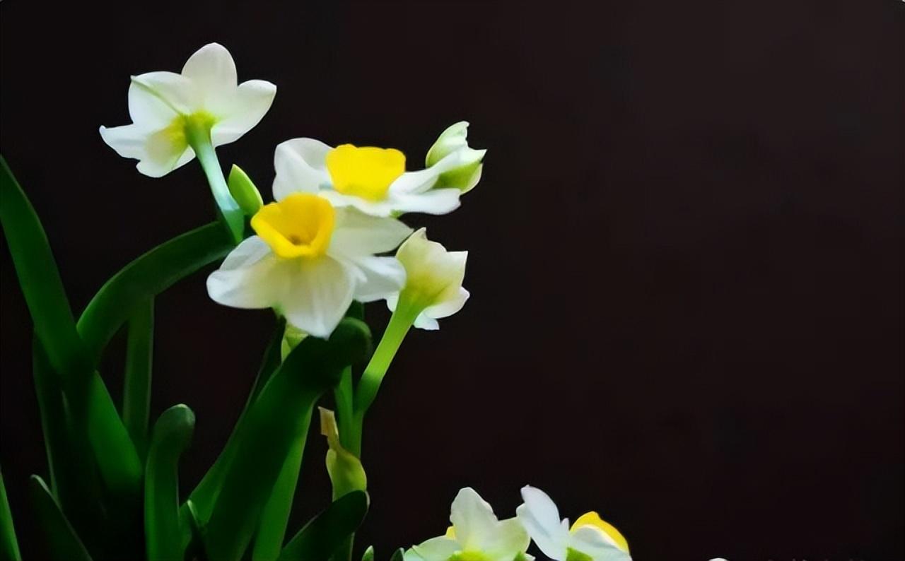 中国十大名花有哪些_中国十大名花排行榜