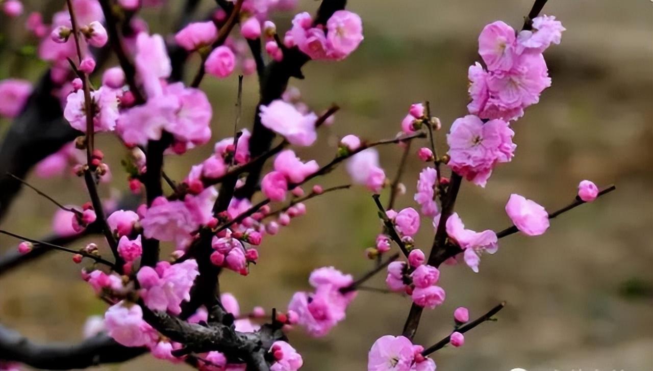 中国十大名花有哪些_中国十大名花排行榜