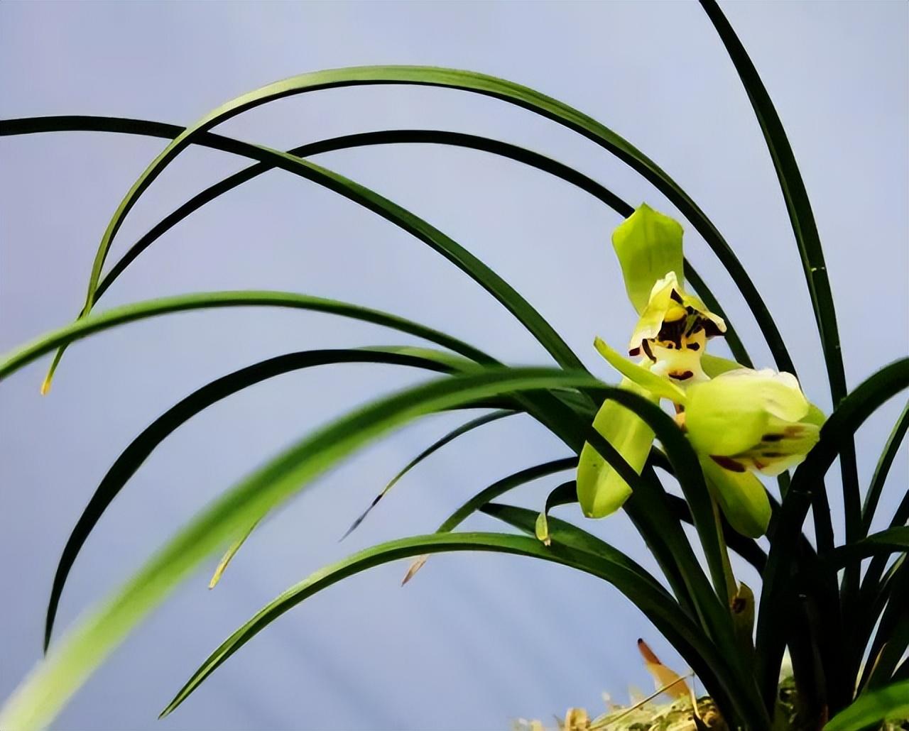 中国十大名花有哪些_中国十大名花排行榜