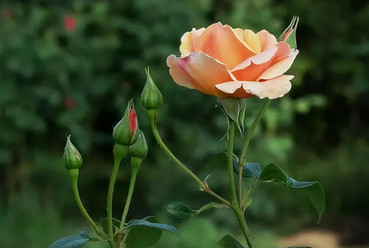 中国十大名花有哪些_中国十大名花排行榜