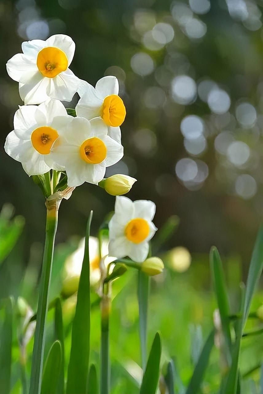 中国十大名花有哪些_中国十大名花排行榜