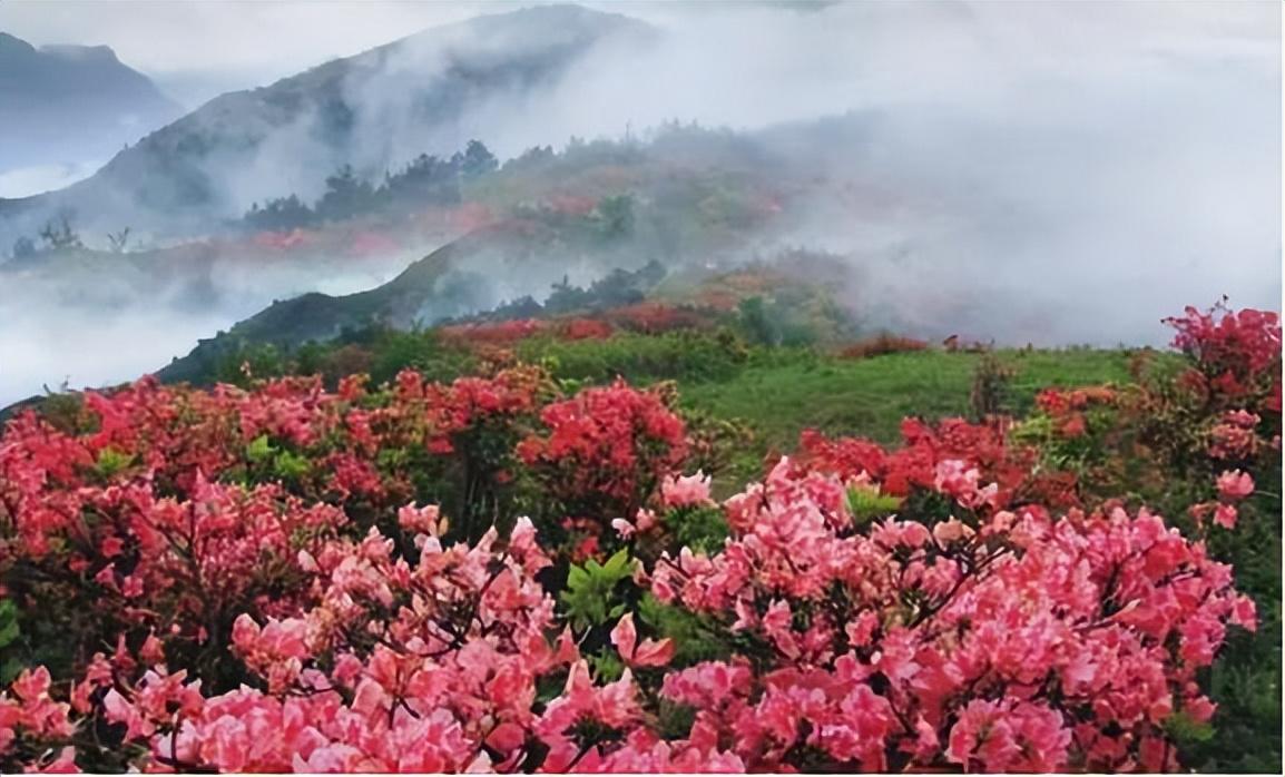 中国十大名花有哪些_中国十大名花排行榜