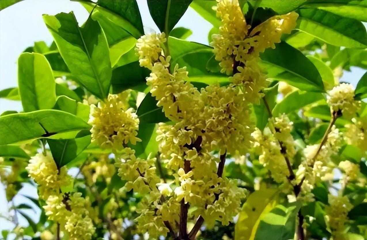 中国十大名花有哪些_中国十大名花排行榜