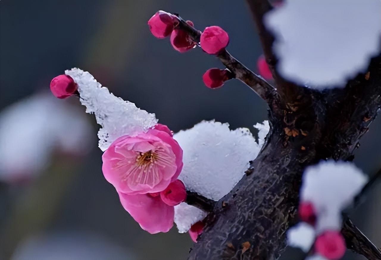 中国十大名花有哪些_中国十大名花排行榜