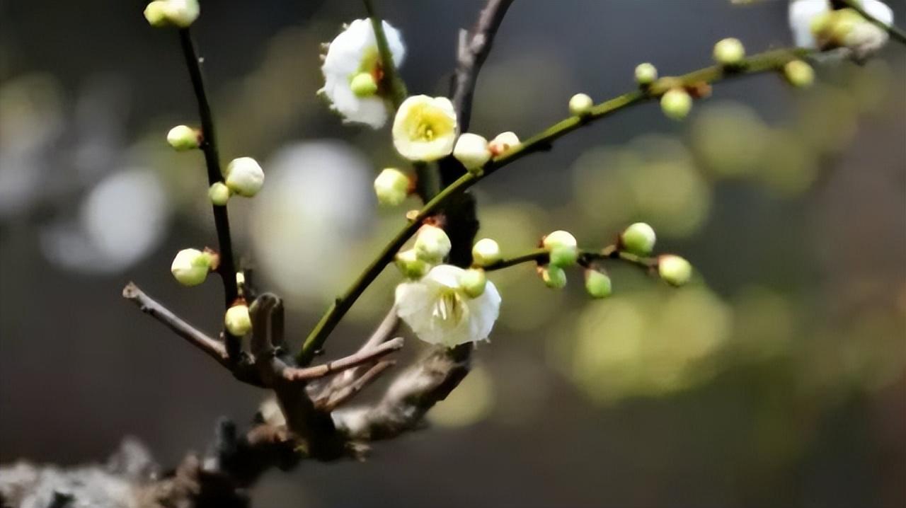 中国十大名花有哪些_中国十大名花排行榜