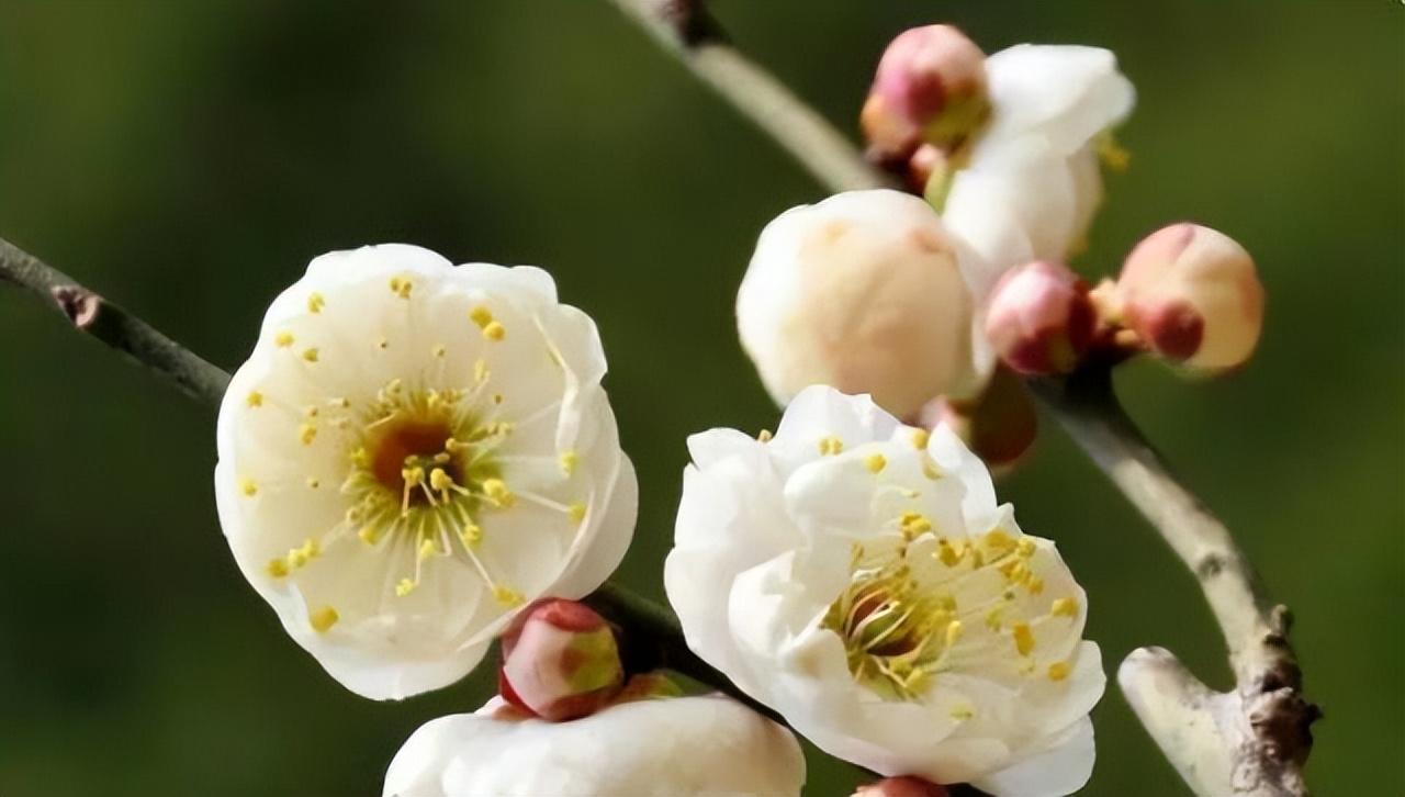 中国十大名花有哪些_中国十大名花排行榜