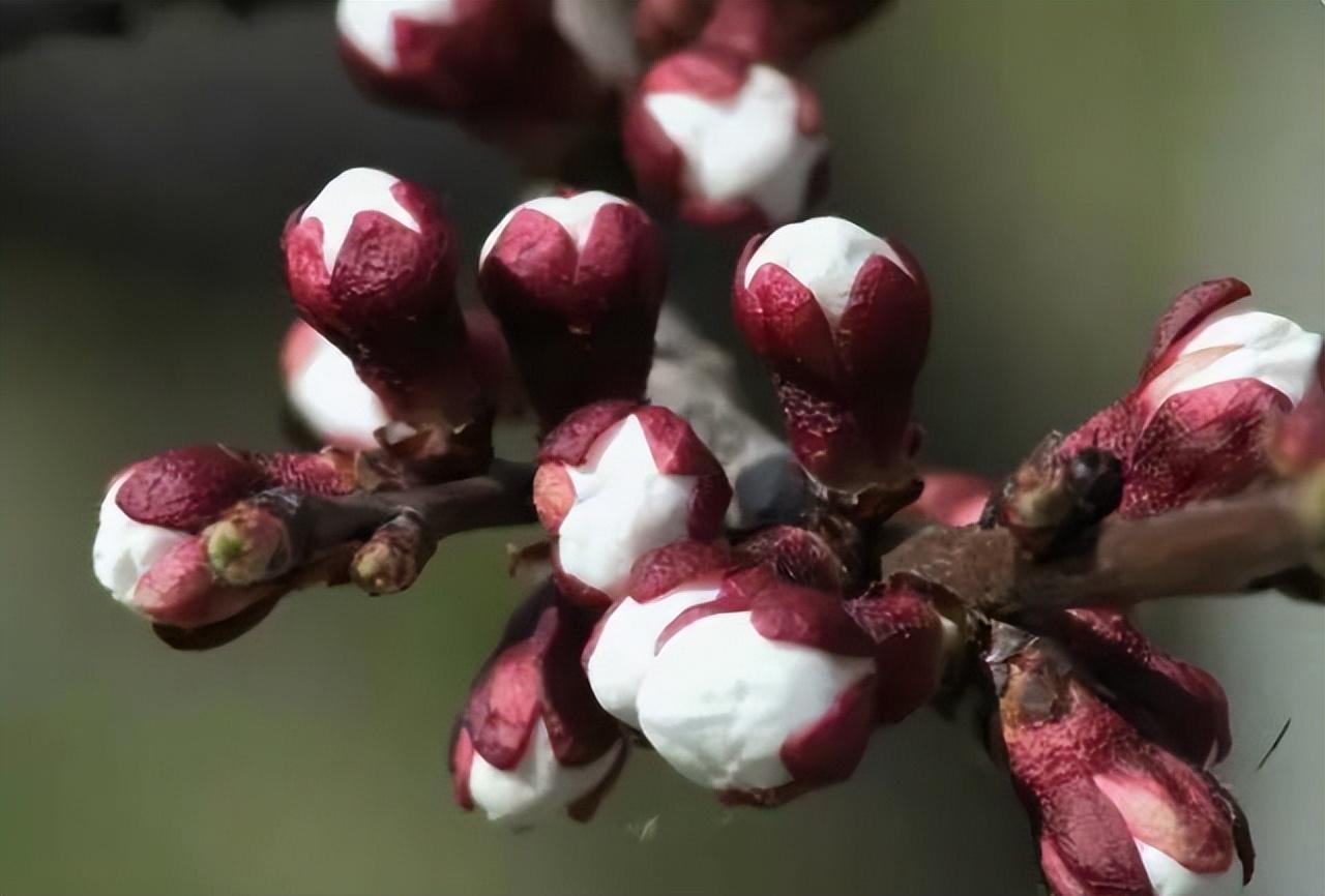 中国十大名花有哪些_中国十大名花排行榜