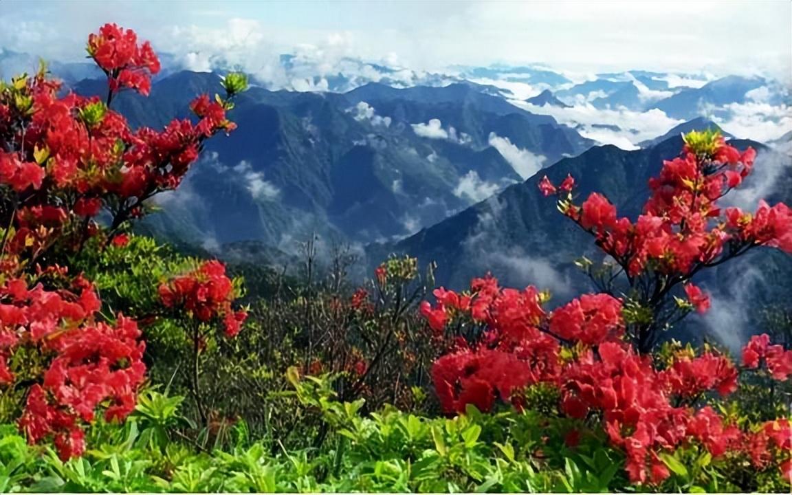 中国十大名花有哪些_中国十大名花排行榜