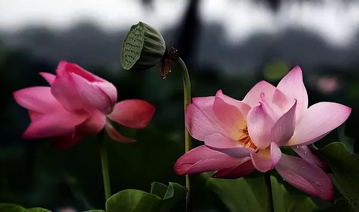 中国十大名花有哪些_中国十大名花排行榜