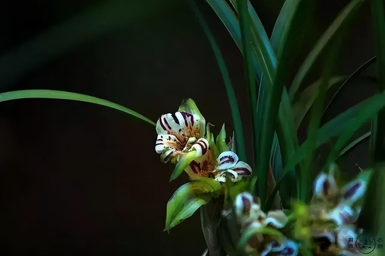 中国十大名花有哪些_中国十大名花排行榜