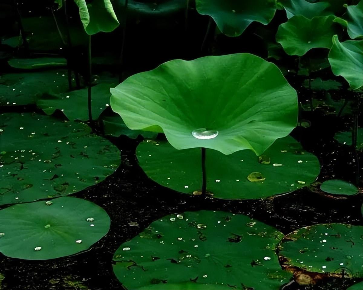 中国十大名花有哪些_中国十大名花排行榜