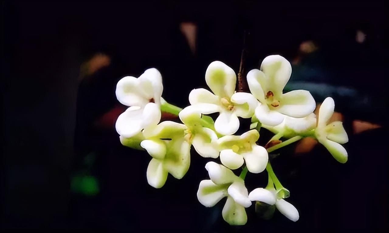 中国十大名花有哪些_中国十大名花排行榜