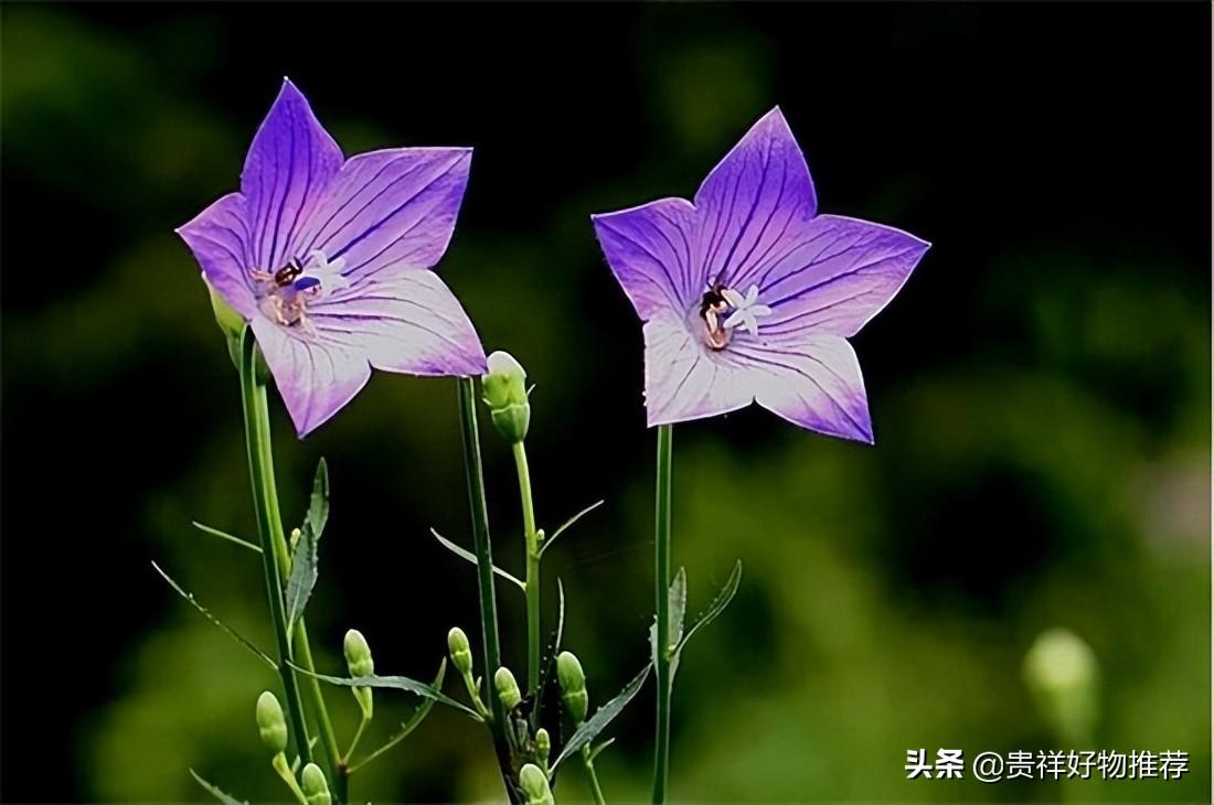 夏天的花有哪些_夏天常见的花卉大全