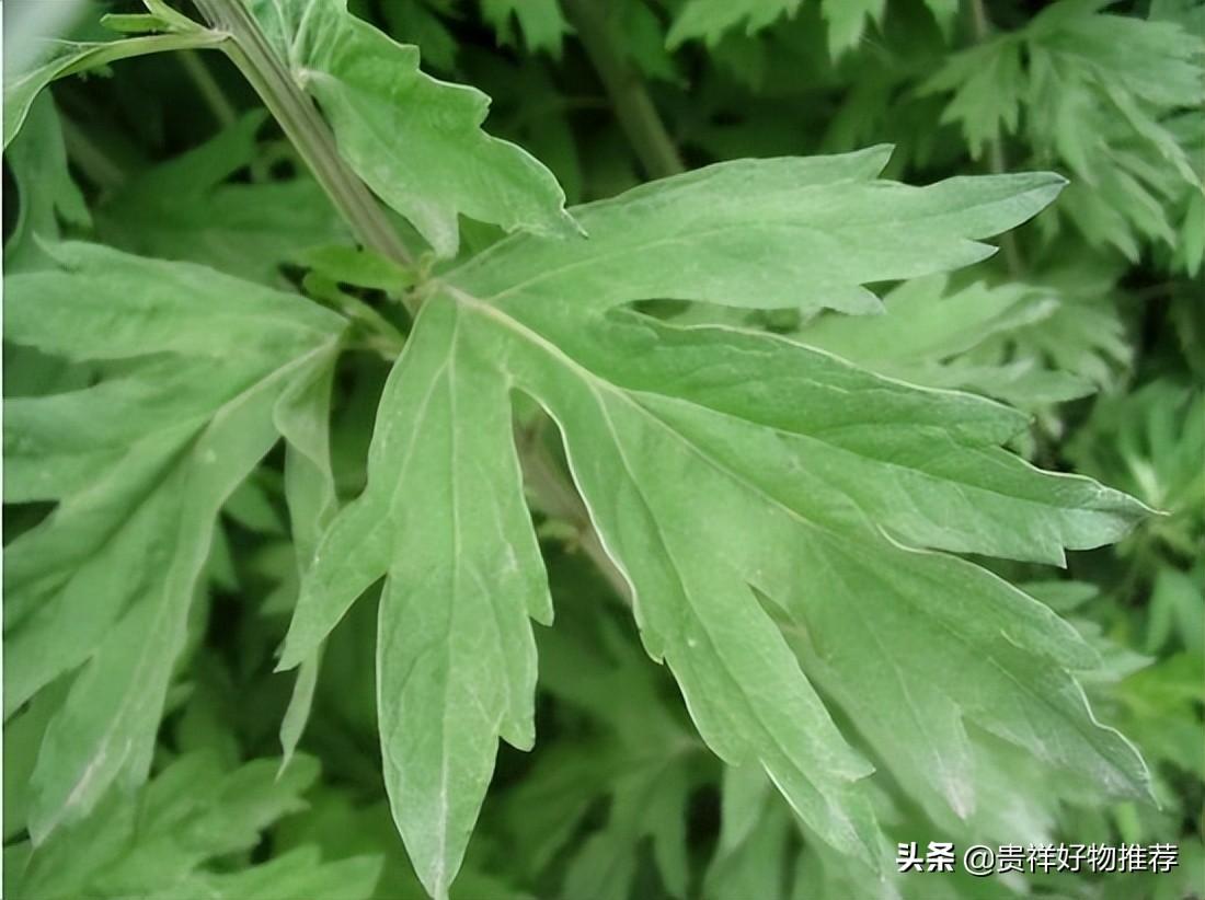 驱蚊植物有哪些_驱蚊的植物合集