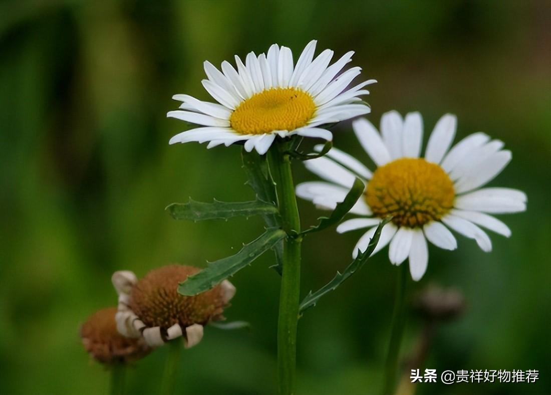 驱蚊植物有哪些_驱蚊的植物合集