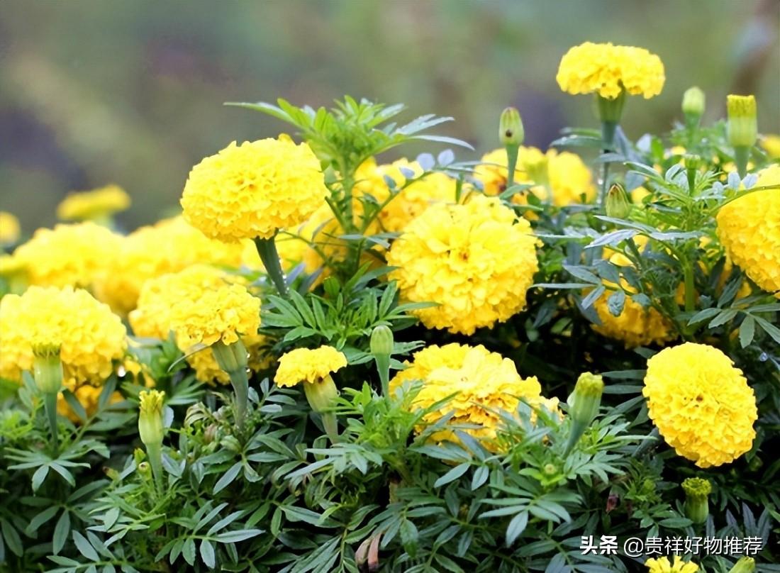 驱蚊植物有哪些_驱蚊的植物合集