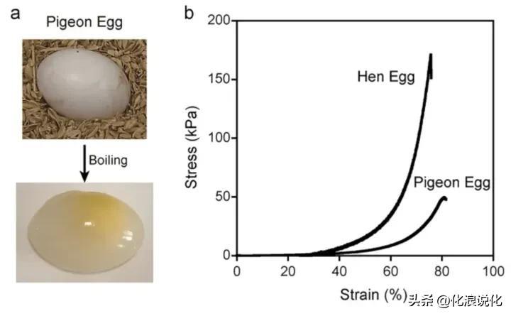 为什么有的蛋煮出来是透明的_原来是这样