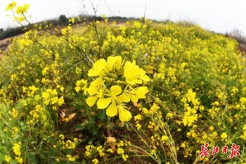 春天去哪里看油菜花_武汉周边油菜花攻略