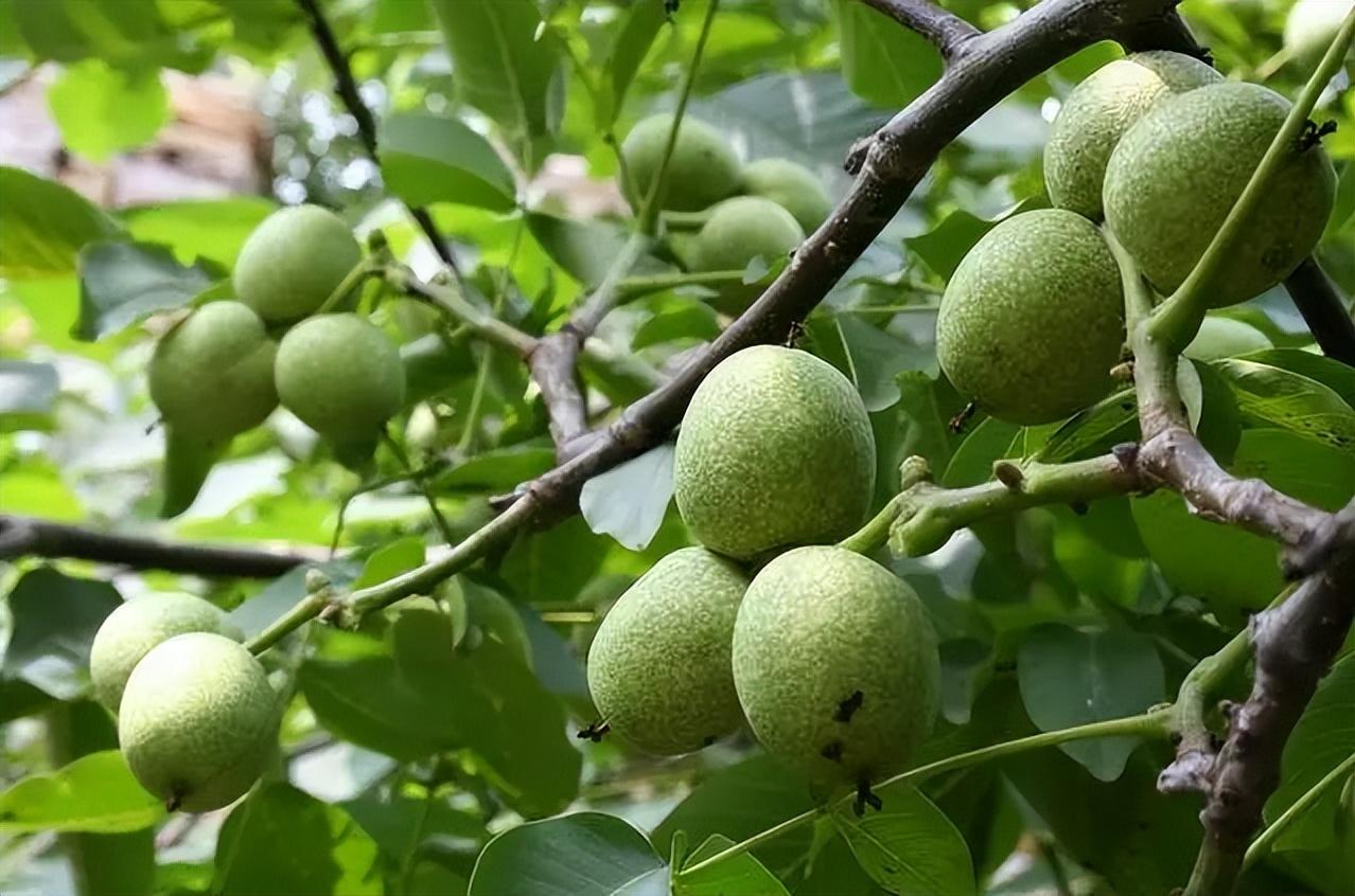 核桃树怎么种植_核桃树种植技巧