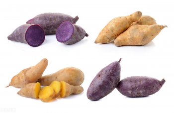 红薯白薯和紫薯有什么不一样_不同番薯的颜色区别