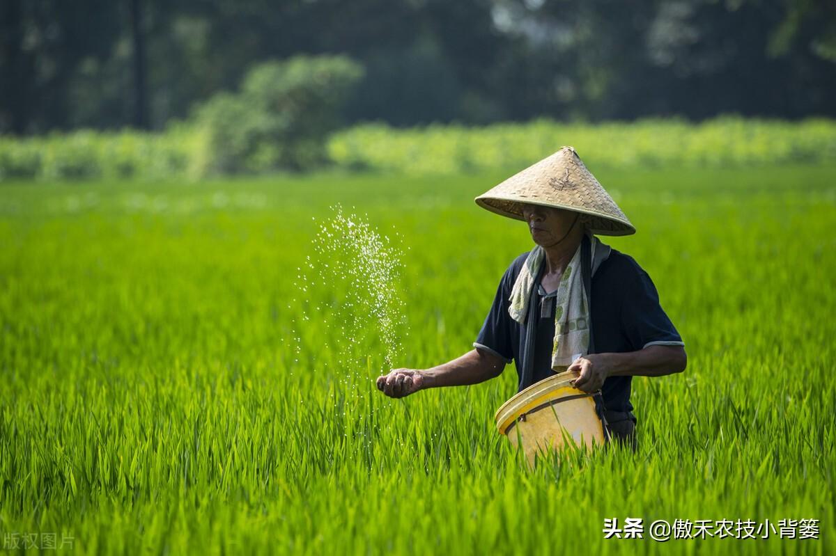 水稻怎么施肥比较好_水稻施肥技术