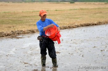 水稻怎么施肥比较好_水稻施肥技术