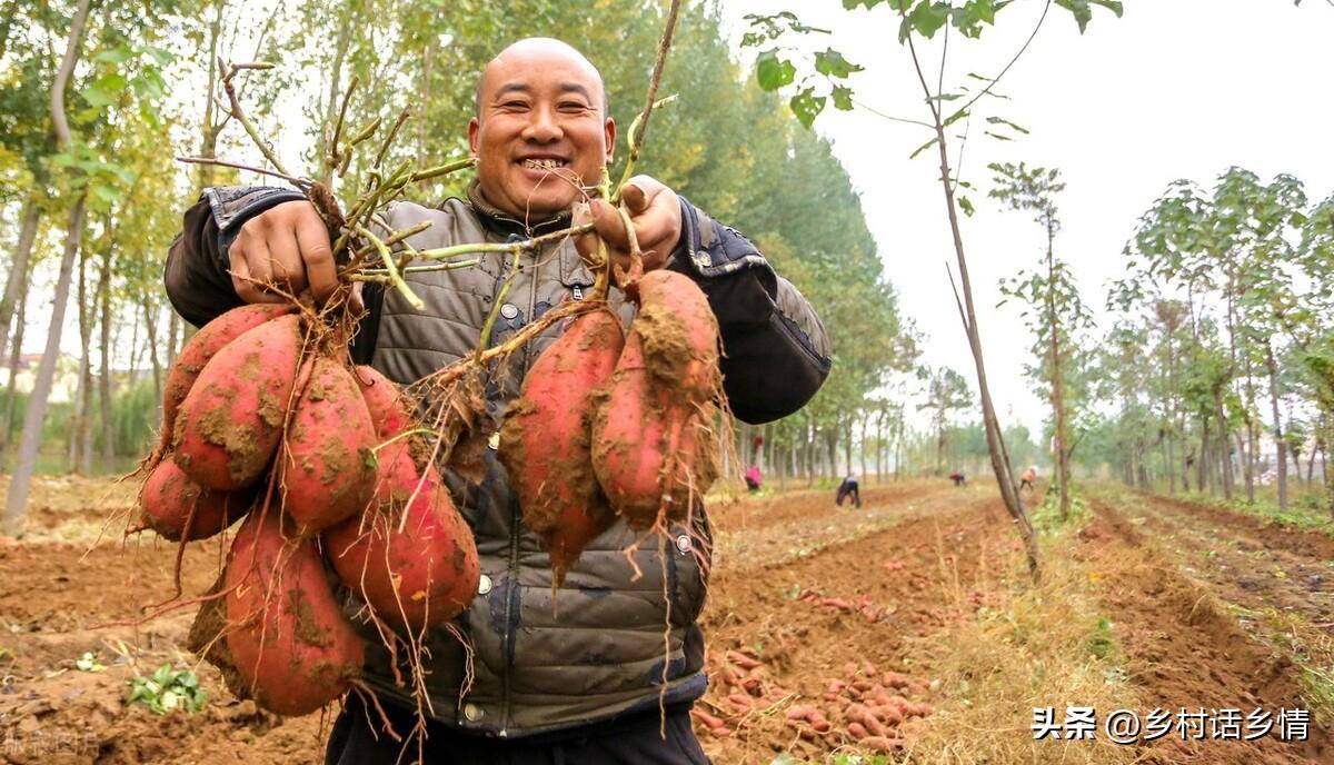 红薯怎么种_红薯种植技术