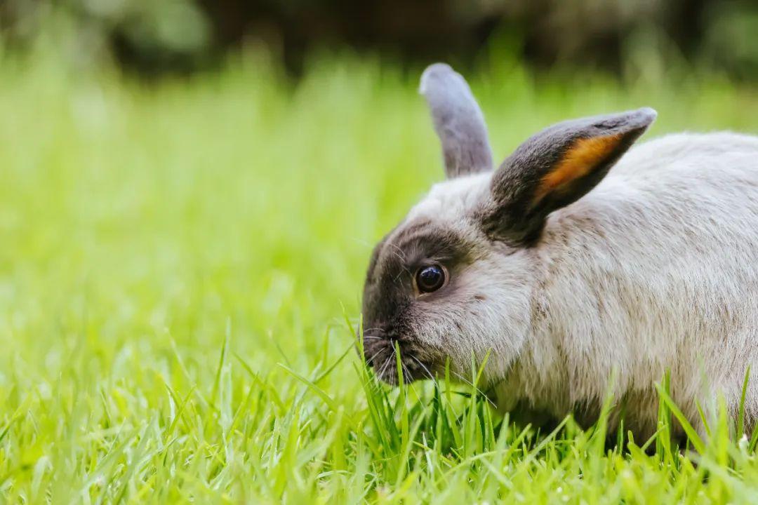兔的成语有哪些_关于兔的成语合集