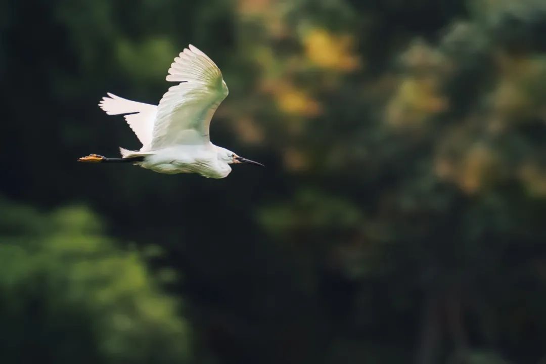 狂傲的诗词有哪些_史上最狂傲的30句诗词