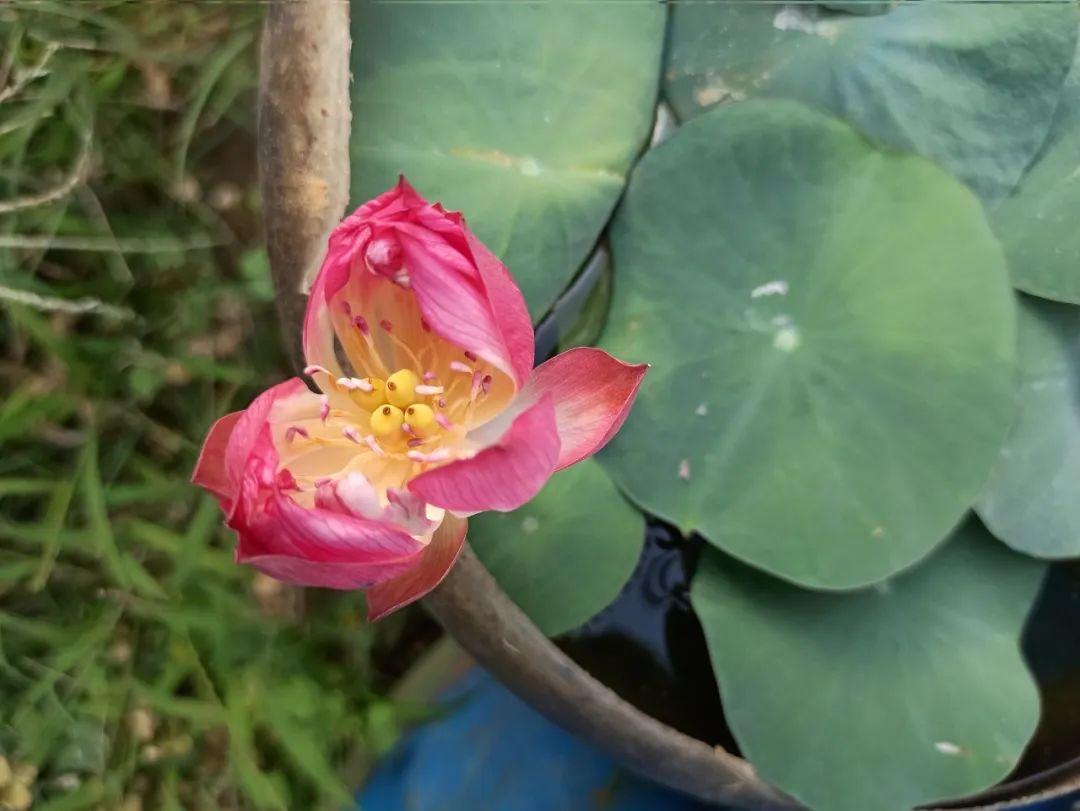 碗莲怎么种植_碗莲的种植方法