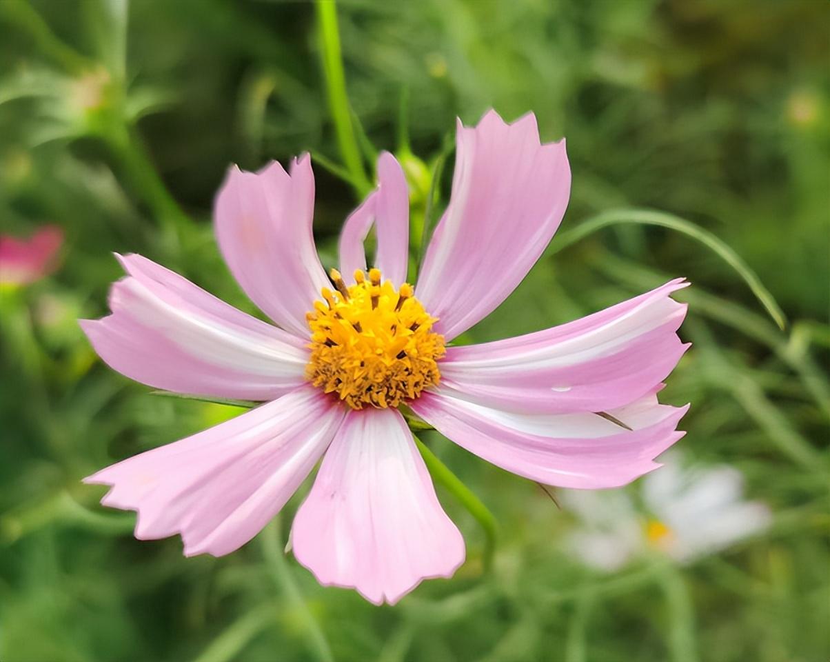 波斯菊怎么种植_波斯菊种植方法