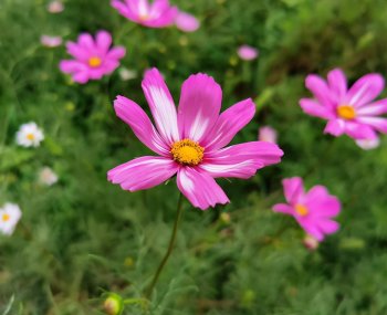 波斯菊怎么种植_波斯菊种植方法