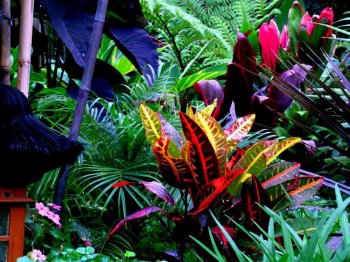 适合室内装饰的热带植物有哪些_适合室内装饰的热带植物推荐