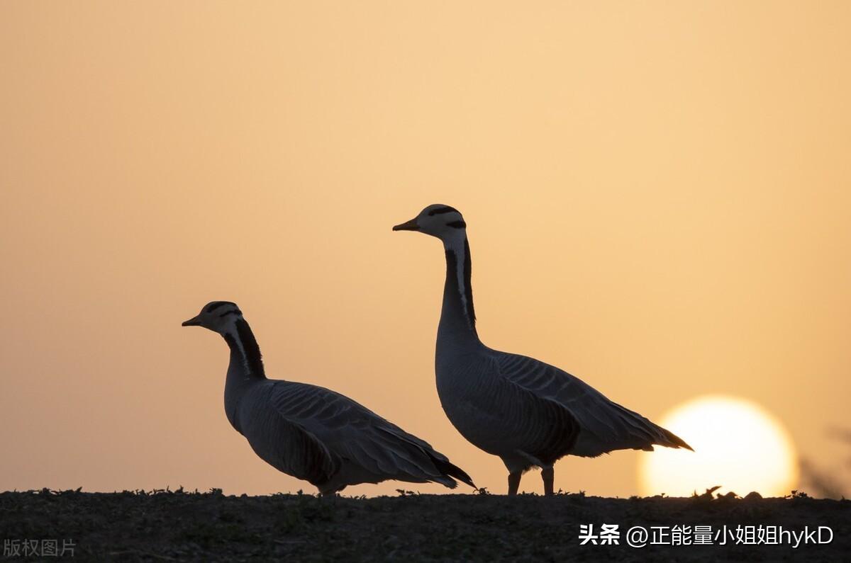 彩礼怎么来的_彩礼的由来